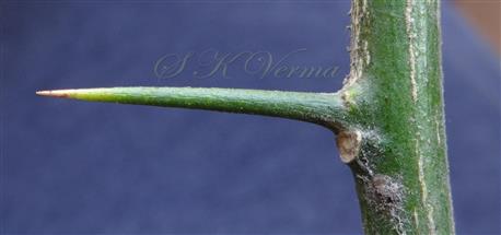  Thorn
